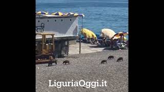 Cinghiali sulla spiaggia a Genova [upl. by Renado]