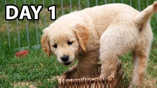 Do THIS Day 1 With Your New Golden Retriever Puppy [upl. by Castara]