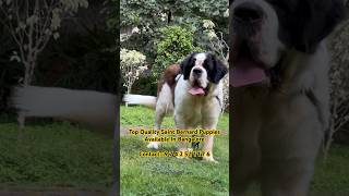 St Bernard Puppies Available In Bangalore  Excellent Quality Saint Bernard Puppy’s For Sale shorts [upl. by Iderf864]