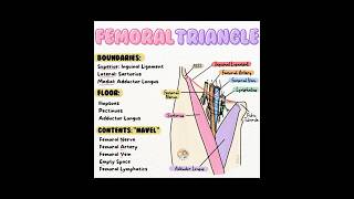 Femoral triangle Everything About Femoral Region very high yield and informative reels [upl. by Inobe]