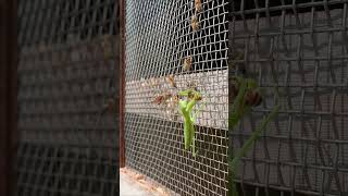 Praying Mantis Attacks Japanese Honeybees A Brave Rescue Attempt [upl. by Rutherfurd545]