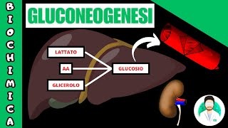 GLUCONEOGENESI [upl. by Ric]