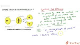 Where amitosis cell division occur [upl. by Norrie851]