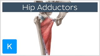 Anatomy of the Hip Adductor Muscles  Human Anatomy  Kenhub [upl. by Pierette]