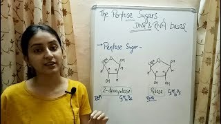 Pentose Sugars  Nitrogenous Bases  Structure of DNA  Lecture 6 [upl. by Ydnik]