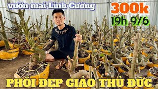 86 🌼 Mai Long An rẻ quá Phôi giảo Thủ Đức trực lắc đế đẹp giá từ 300k vườn mai vàng Linh Cường [upl. by Narruc]