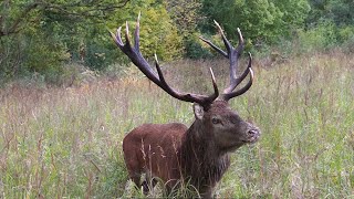 Red Deer Rutting season is here What you need to know [upl. by Alyks433]