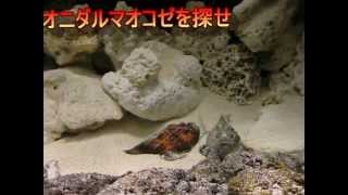 『オニダルマオコゼを探せ！！』 Stonefish [upl. by Axe]