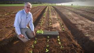 Transplanting Vegetable Seedlings [upl. by Aivatnuhs]