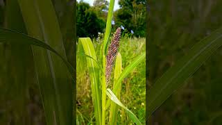 🌾FOXTAIL GRASS🌾setaria italica [upl. by Celinka188]