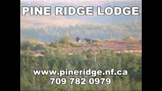 Pine Ridge Lodge Newfoundland Trophy Moose Woodland Caribou and Black Bear Hunting [upl. by Pizor]