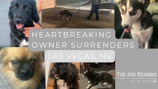 Heartbreaking owner surrenders  Dogs react to being surrendered by their owners  Las Vegas Nevada [upl. by Nilahs]