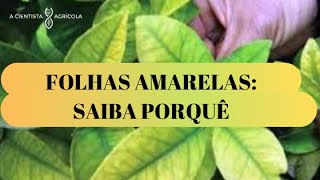 SAIBA PORQUE AS SUAS PLANTAS ESTÃO COM AS FOLHAS AMARELAS [upl. by Ilamad]