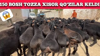 ILYOS TOG’AGA TOZZA XISOR QO’ZILAR KELDI SHOSHILING😱 [upl. by Enaujed]