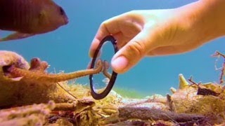 Tiny Octopus Gets So Excited When His Diver Friend Comes To Visit Him  The Dodo [upl. by Aerdnac]