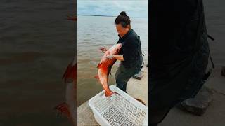 Fish Release into Sea 😍🥰❤️ trending fish shortvideo [upl. by Hajidak]