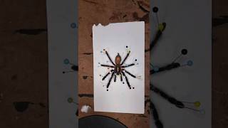 P metallica tarantula Taxidermy shorts tarantula taxidermy metallica [upl. by Hertzfeld]