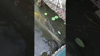 Huge Arapaima having lunch  Arapaima feeding show at Jong’s Crocodile Farm [upl. by Arten525]