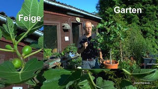 Garten mit Feige pflegen im Topf Tomaten Abmoosung im Update und Mehr im Garten sehen [upl. by Aronoel]