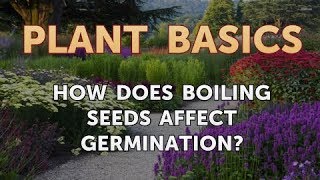 How Does Boiling Seeds Affect Germination [upl. by Aihtnamas497]