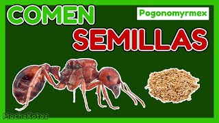 📗GUÍA DE CUIDADOS COMPLETA  Hormiga Semillera🌱 Pogonomyrmex [upl. by Nashom304]