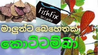 How To Use Almond Leaves කොට්ට්ම්බා කොළ As a Treatment FishFix SriLanka [upl. by Aroved]