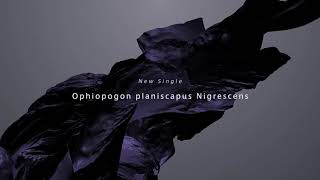 Ophiopogon planiscapus Nigrescens Trailer  Hello1103 [upl. by Rehpotisrhc]