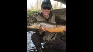 Irondequoit Creek Rochester Brown Trout [upl. by Dubois97]