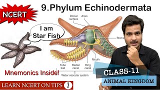 Phylum Echinodermata  Animal Kingdom  Class11 Bio NCERT On Tips  Mnemonics Inside the video🔥 [upl. by Norrabal]