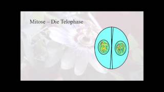 Entstehung des TurnerSyndroms Genetik und Zellteilung [upl. by Alram]