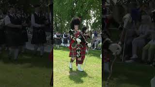 79yr Old Drum Major leading the massed Pipe Bands during 2023 Oldmeldrum Highland Games shorts [upl. by Hahcim]