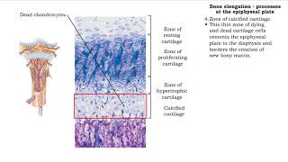 Bone elongation  processes at the epiphyseal plate [upl. by Kristel]