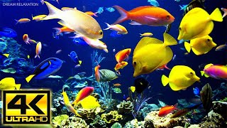 Acuario 4K VIDEO  Hermosos peces de arrecife de coral  Música de meditación relajante para dormir [upl. by Ebeohp]