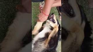 Chiropractic on tibetan mastiff dog in India by Dr Rajneesh kant 9308511357 [upl. by Cortie]