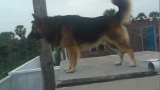 german shepherd aggressive barking [upl. by Nylram407]