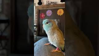 Talking Parrotlet Bluno Starz [upl. by Breh]