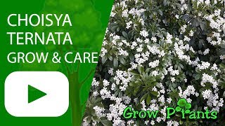 Choisya ternata  grow amp care [upl. by Publius214]