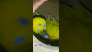 Cadbury the Budgie  viralshortsshortsfeed birds budgries budgies budgey parrot ds pets [upl. by Nydroj]