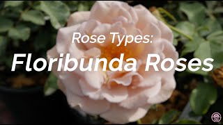 Rose Types What Are Floribunda Roses [upl. by Lem]