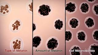 How We Get Our Skin Color  HHMI BioInteractive Video [upl. by Delle110]