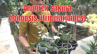 Anggrek sakura atau Ionopsis utricularioides [upl. by Burnsed554]