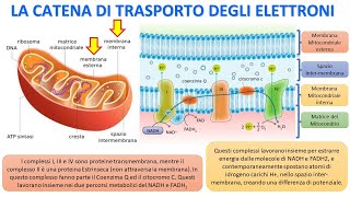 LA RESPIRAZIONE CELLULARE  La catena di trasporto degli elettroni [upl. by Brant]