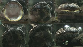 Japanese giant salamander yawning and breathing [upl. by Noitsirhc]