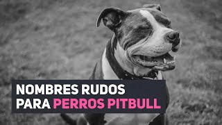 40 NOMBRES PARA PERROS PITBULL ✅ ¡NOMBRES RUDOS Y UNICOS [upl. by Niggem988]