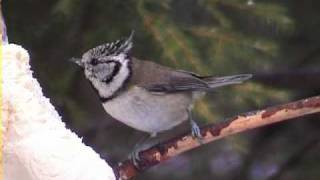 TOFSMES Crested Tit Lophophanes cristatus Klipp  164 [upl. by Neyud536]