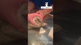 Botfly Removal From Kittens Nose shortsfeed youtubeshort [upl. by Adnorhs456]