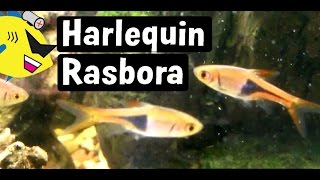 Harlequin Rasbora Fish Profile Easy Freshwater Fish [upl. by Hallvard]