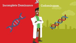 Genetics Basics Difference between Codominance and Incomplete Dominance [upl. by Notlih115]