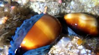 Adventures at Fish Rock 313  Cowries Cowries and more Cowries [upl. by Eednak]