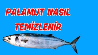 PALAMUT NASIL TEMİZLENİR  PALAMUT BALIĞI  BALIK TEMİZLEME NASIL YAPILIR [upl. by Docile600]